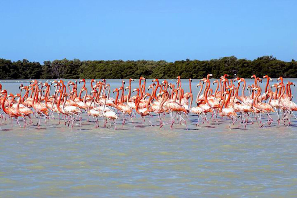 Flamencos rosados en la Reserva de la Biósfera Ría de Celestún Yucatán
